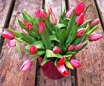 pot-of-tulip