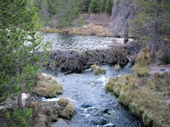 beaver dam Break free to find a life of peace and joy