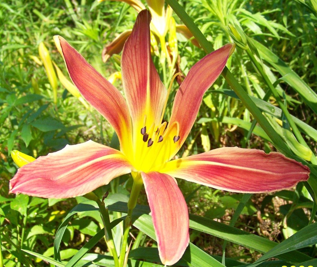 Daylily bloom