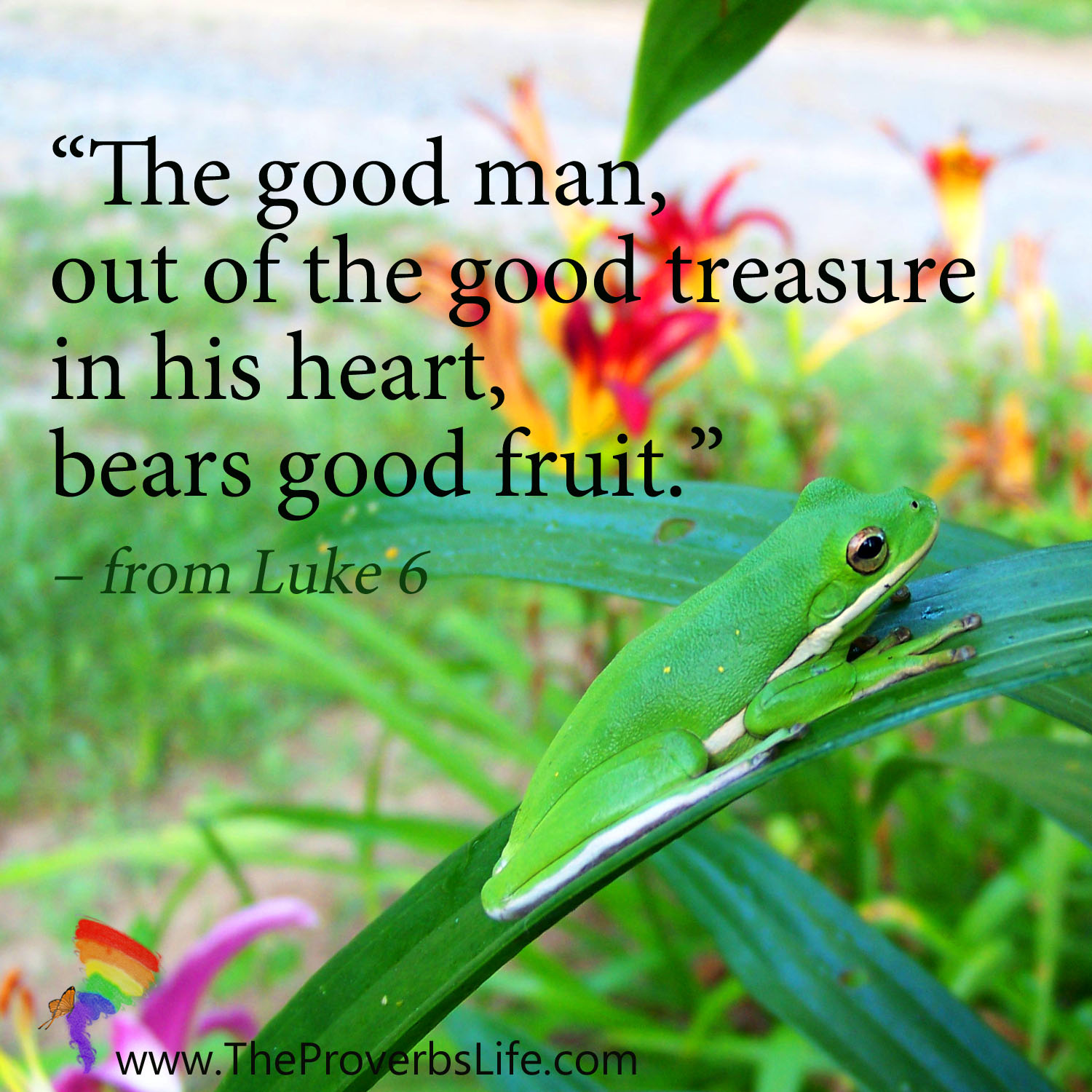 Scripture Focus - from Luke 6