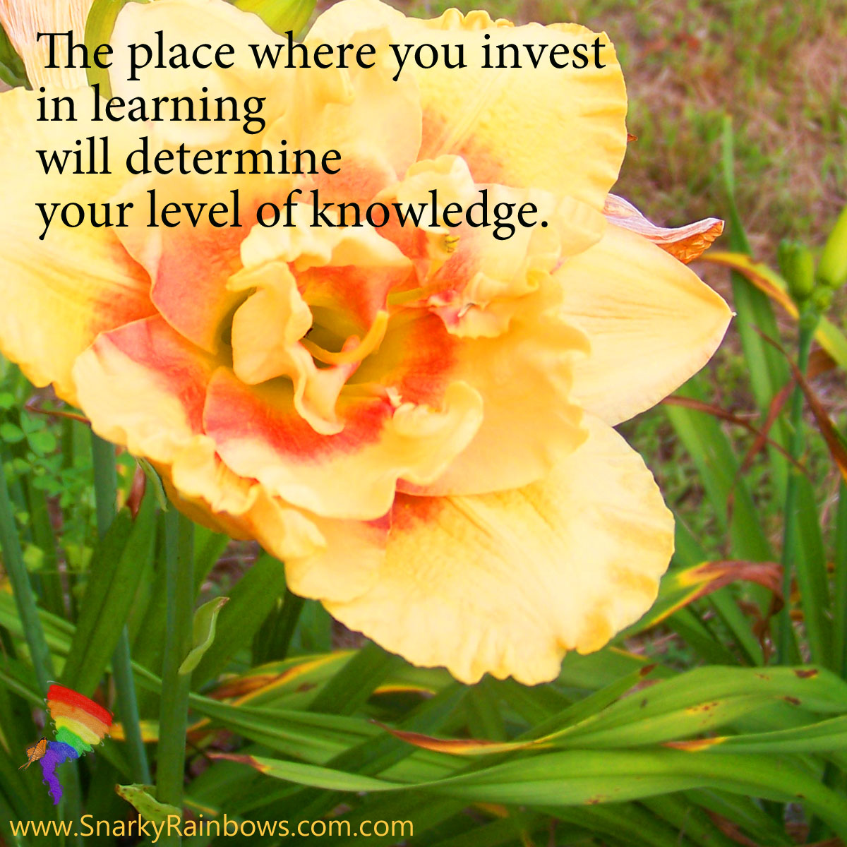 Quote of the Day - invest in learning